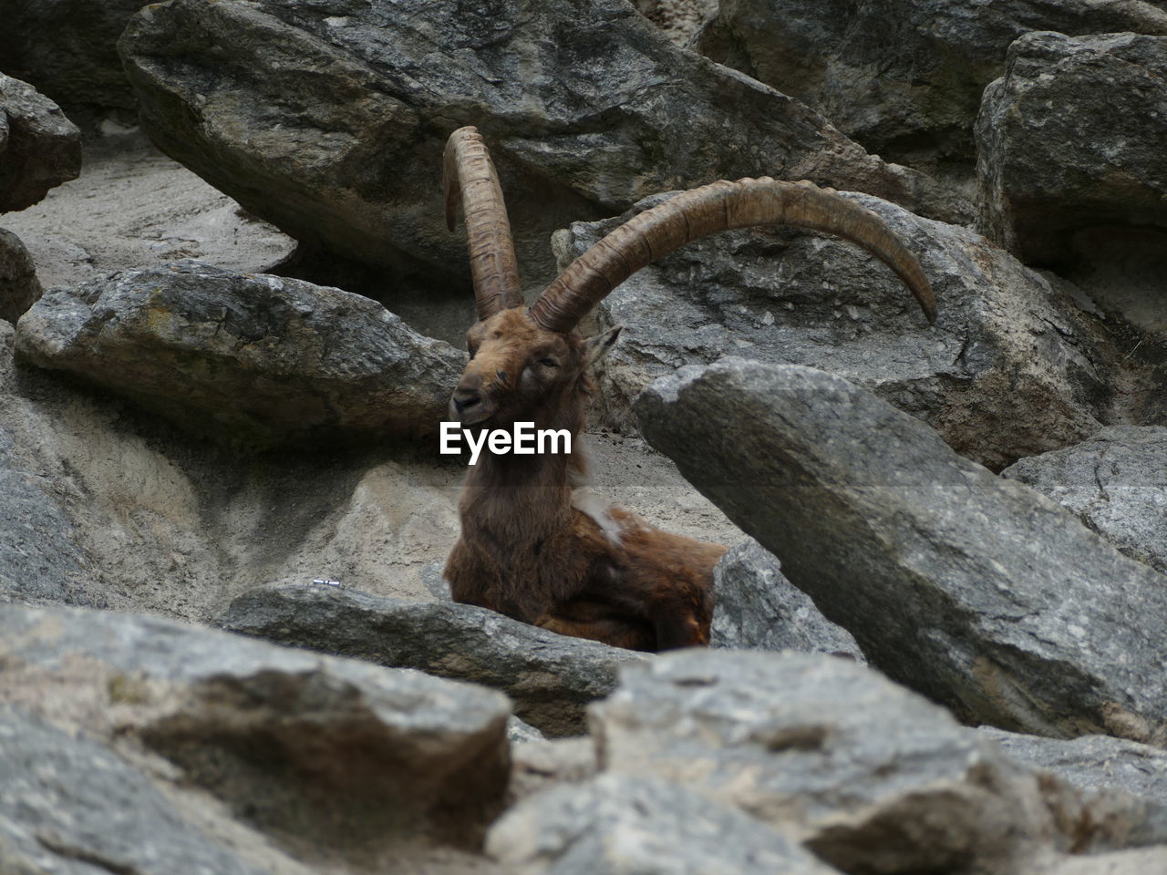 Close-up of capricorn on rock