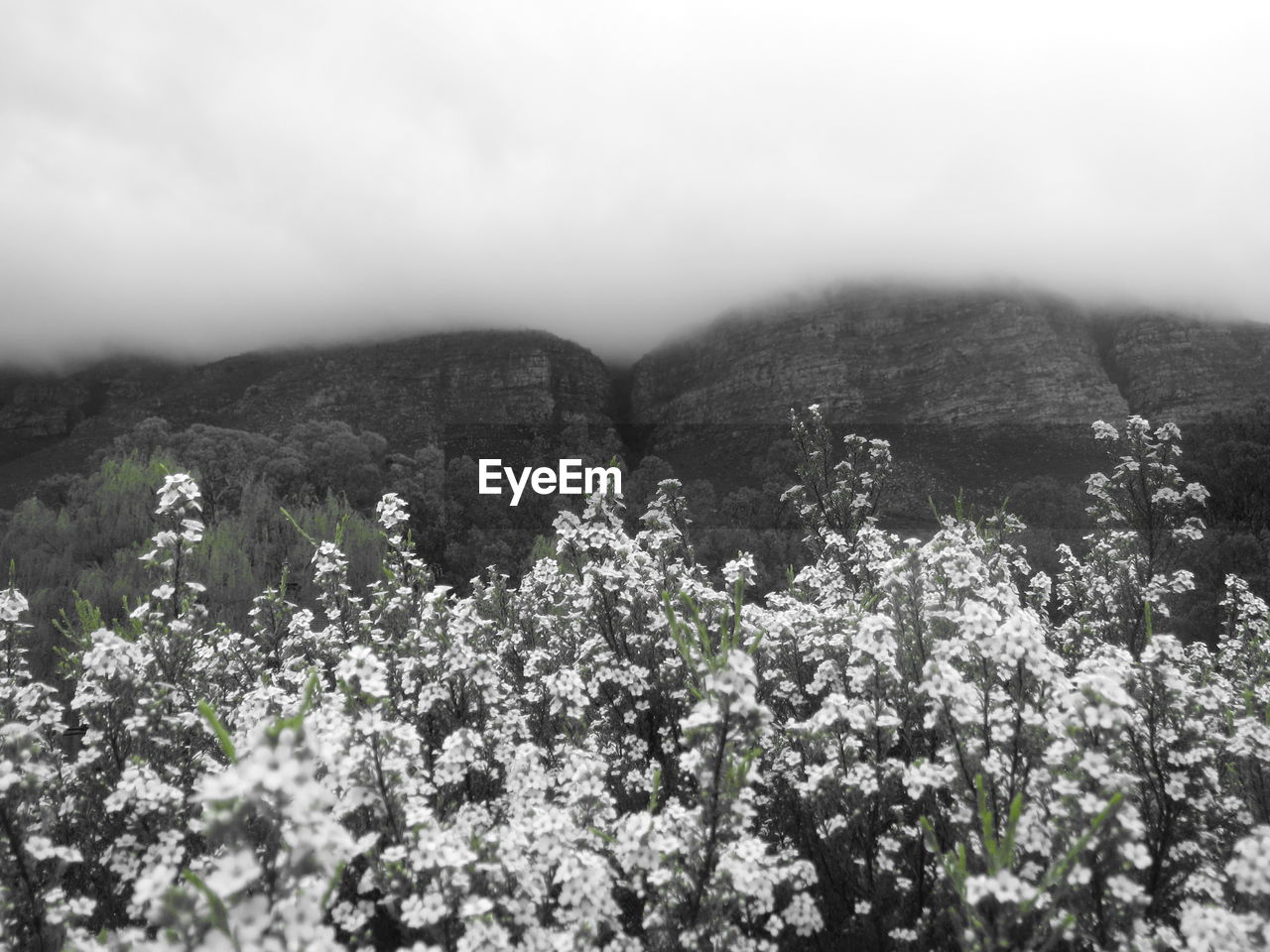 SCENIC VIEW OF FLOWER TREE AGAINST SKY