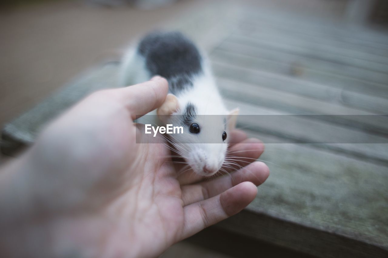 CLOSE-UP OF HAND HOLDING SQUIRREL