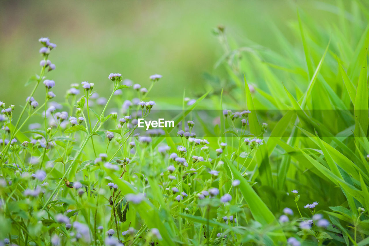 Close-up of plants growing on field