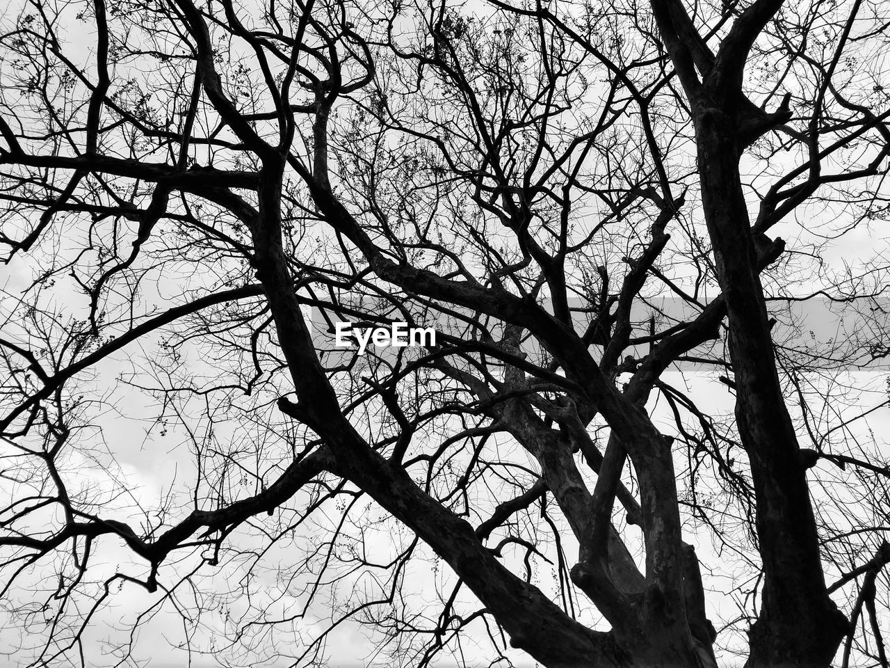 LOW ANGLE VIEW OF BARE TREE AGAINST SKY