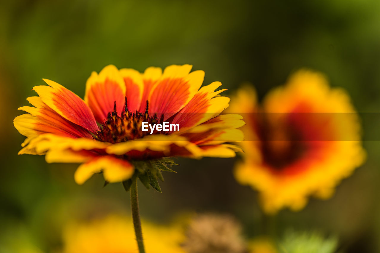 Close-up of orange flower against blurred background