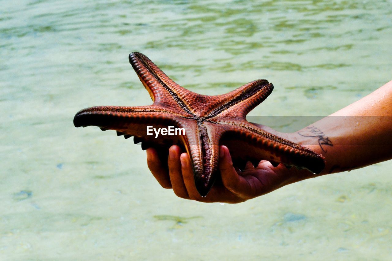 Man hand holding starfish