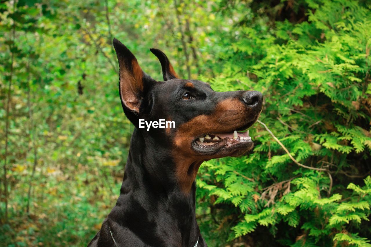 Doberman on the background of the forest on a sunny day