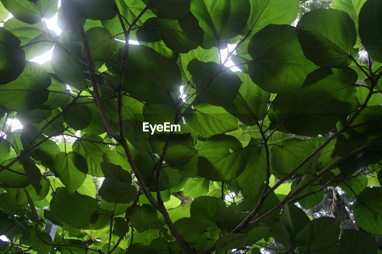 LOW ANGLE VIEW OF GREEN LEAVES