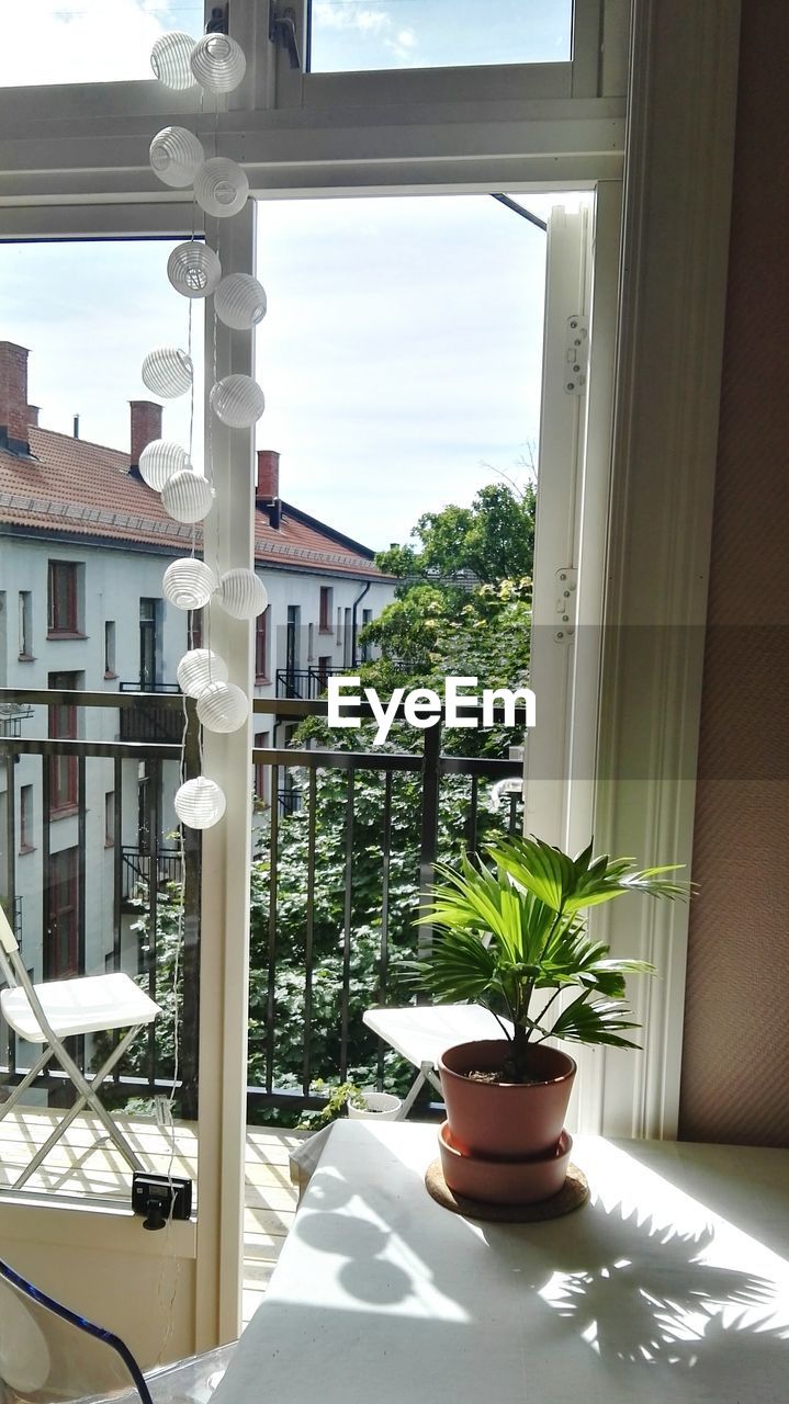 POTTED PLANTS ON WINDOW SILL