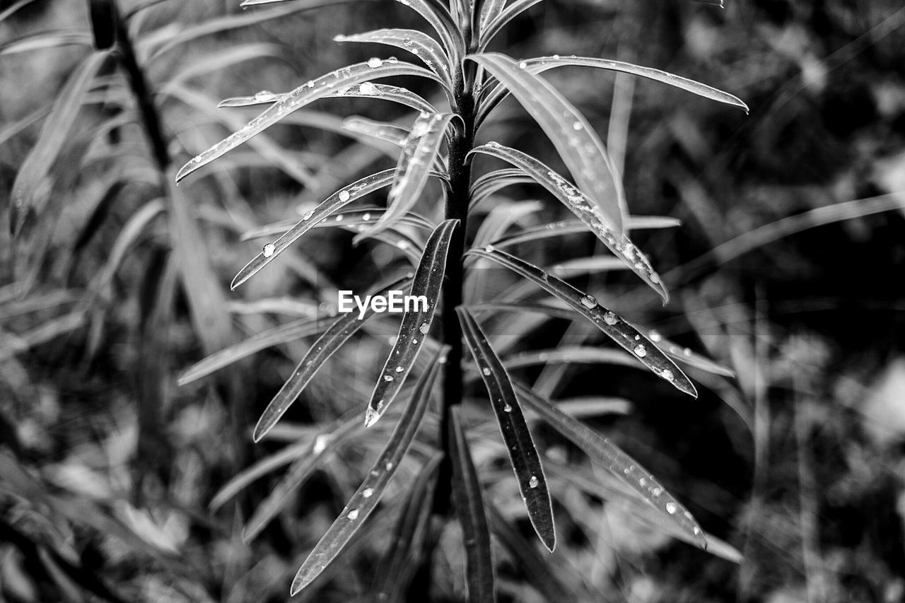 Close-up of dew drops on plant