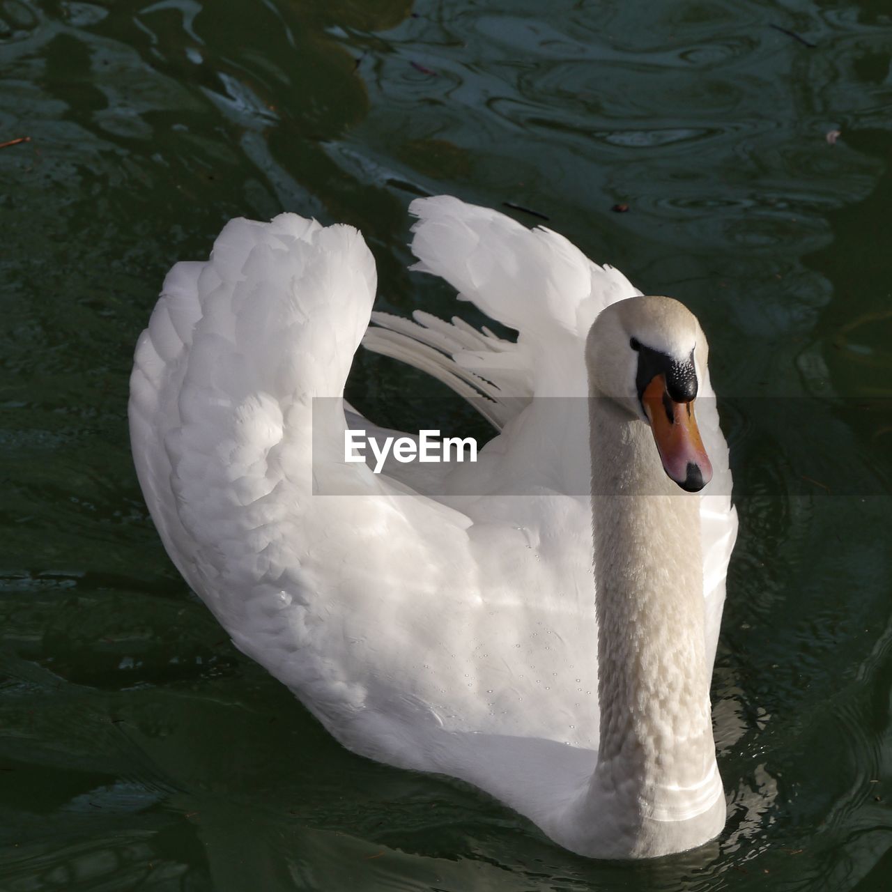 CLOSE-UP OF SWAN IN LAKE