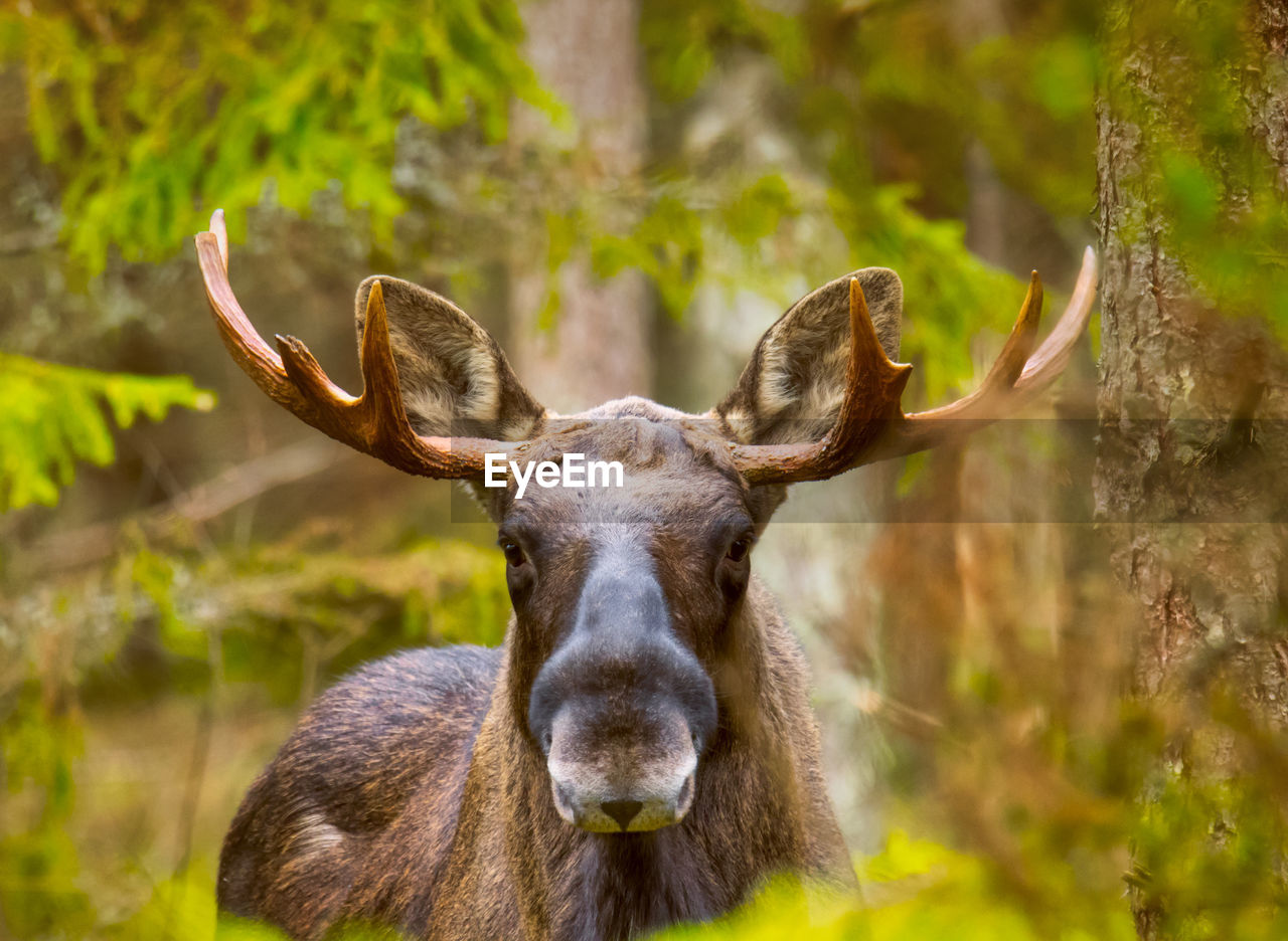 Moose bull with antlers in the wild in a forest
