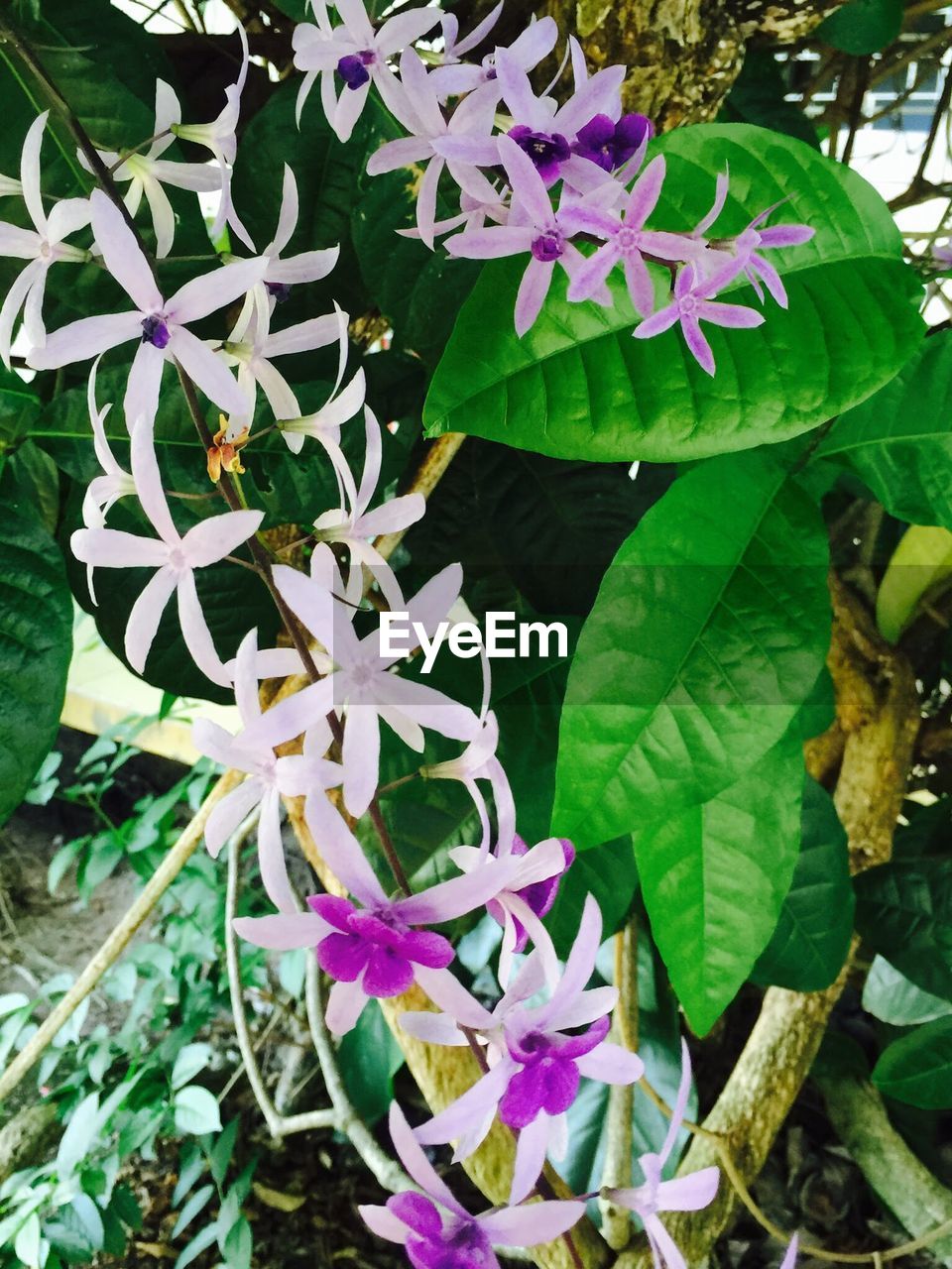 FULL FRAME SHOT OF PURPLE FLOWERS GROWING ON PLANT