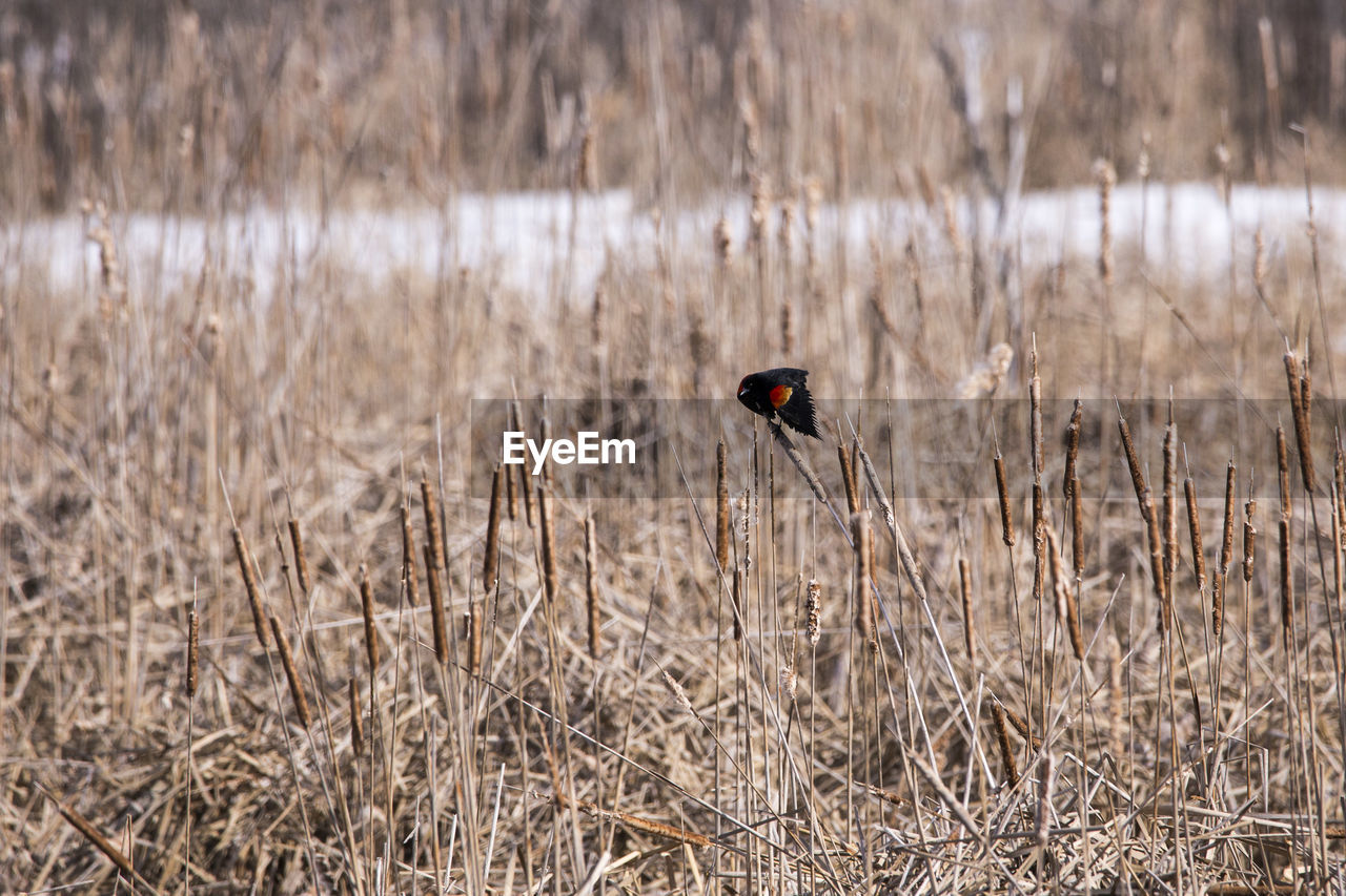 Male red-winged blackbird seen balanced on the cigar-shaped head of a dry cattail plant