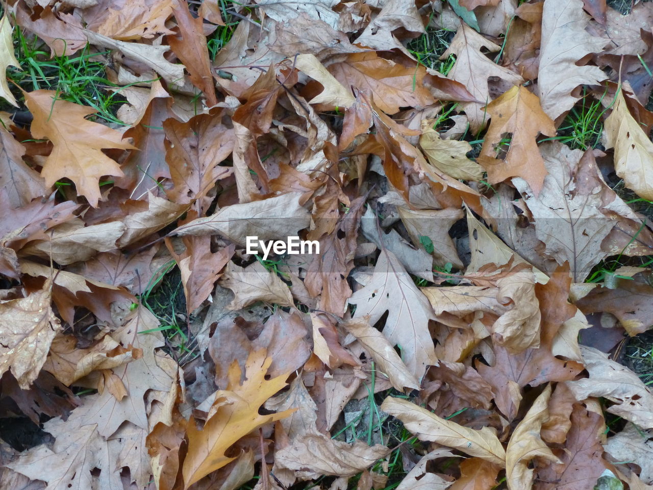 Close-up of dry leaves on ground