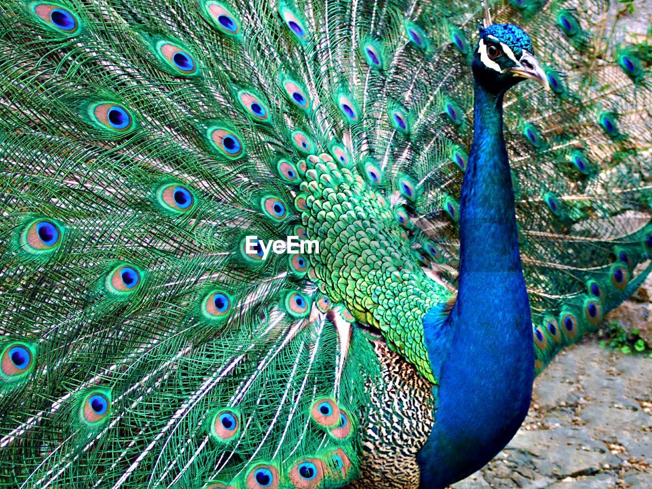 High angle view of peacock spreading feathers