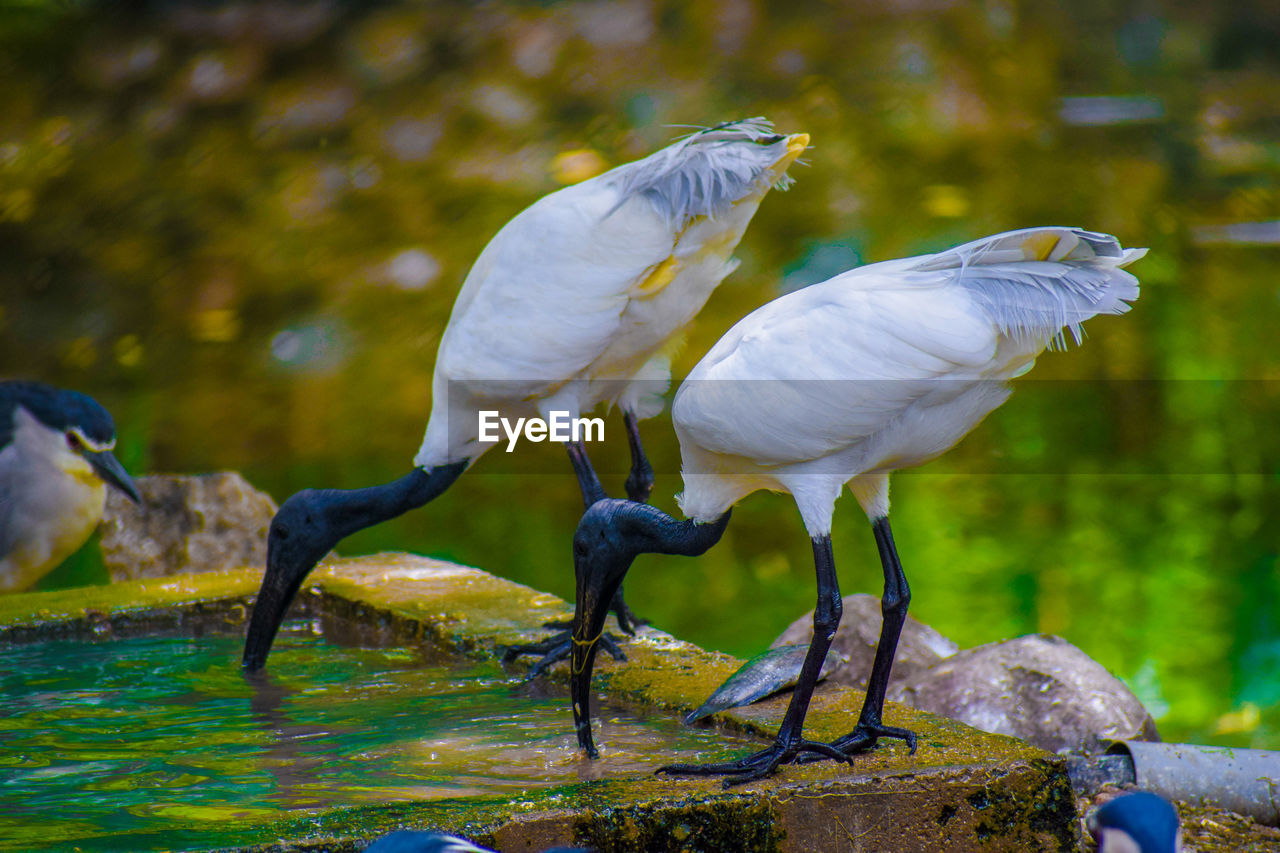 CLOSE-UP OF BIRDS ON WATER