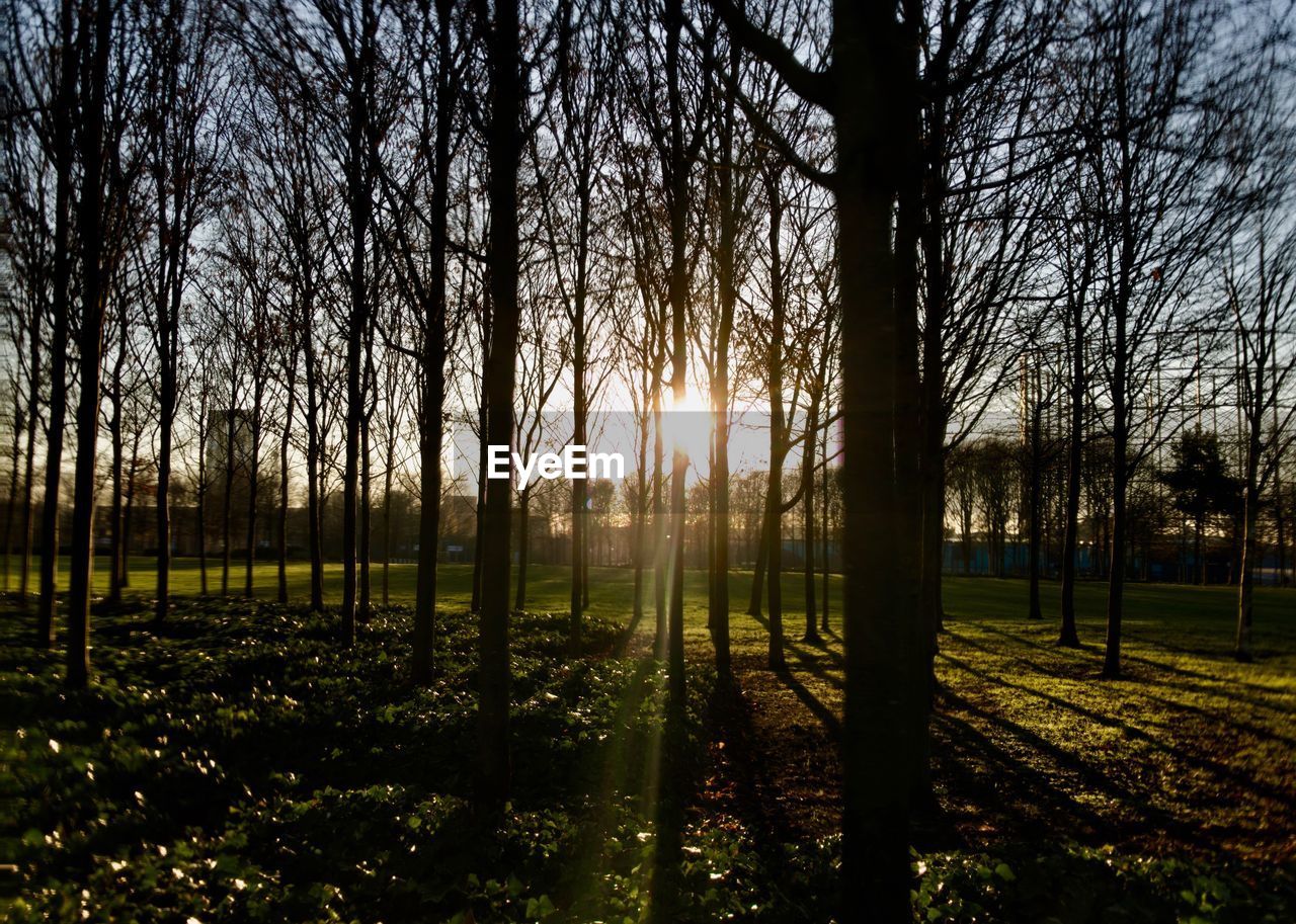 SCENIC VIEW OF FOREST AGAINST SKY