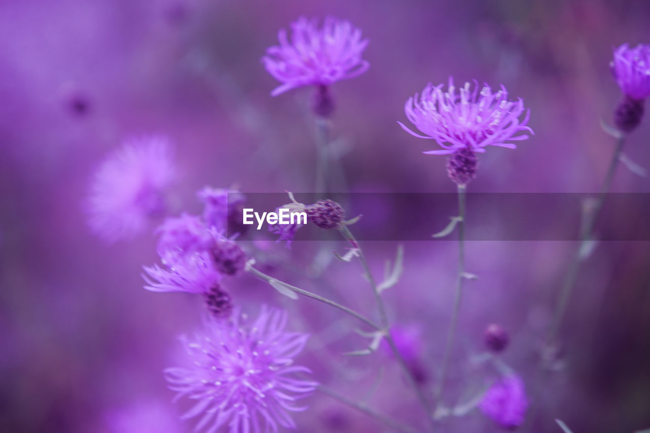 CLOSE-UP OF PURPLE FLOWERS