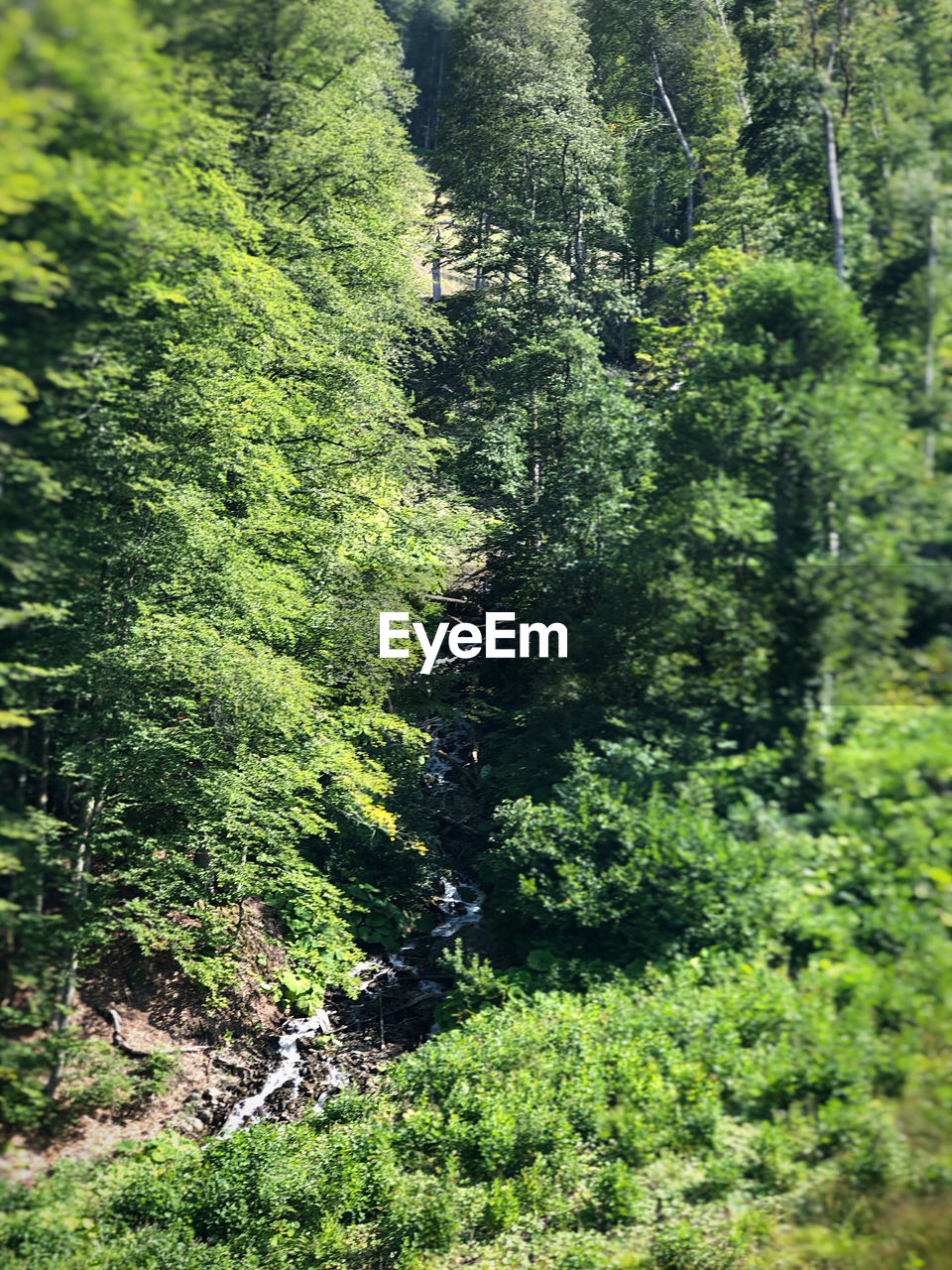 HIGH ANGLE VIEW OF TREES