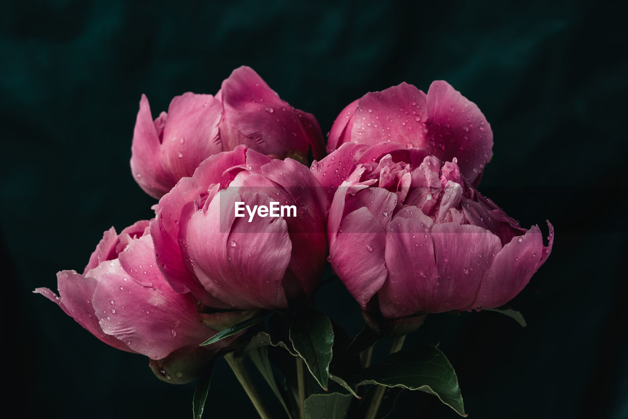 Close-up of five pink peony flowers with dark background