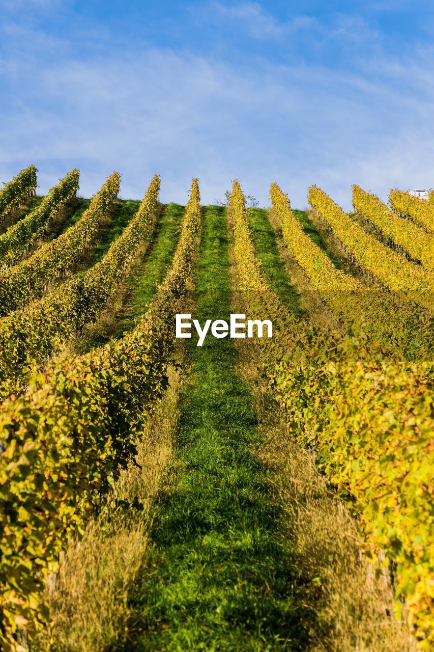 Plants growing on field against sky