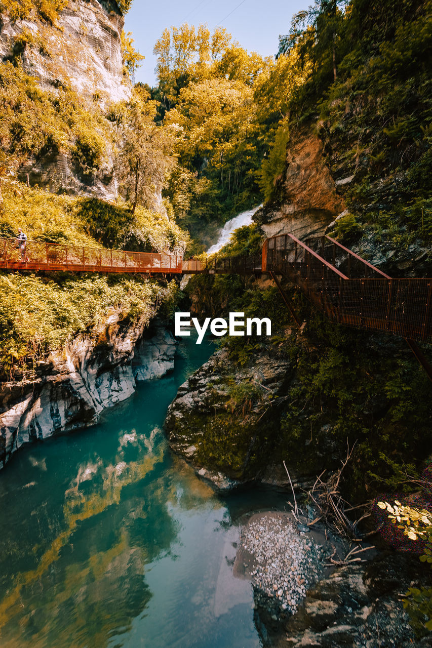 scenic view of river amidst trees