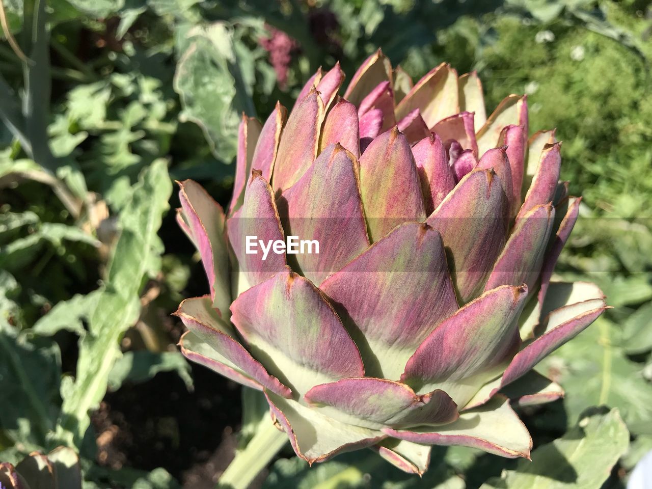 Close-up of pink flowering plant