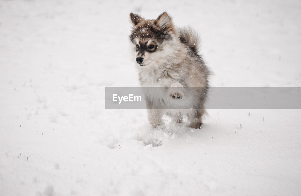 View of playful puppy finnish lapphund dog on snow