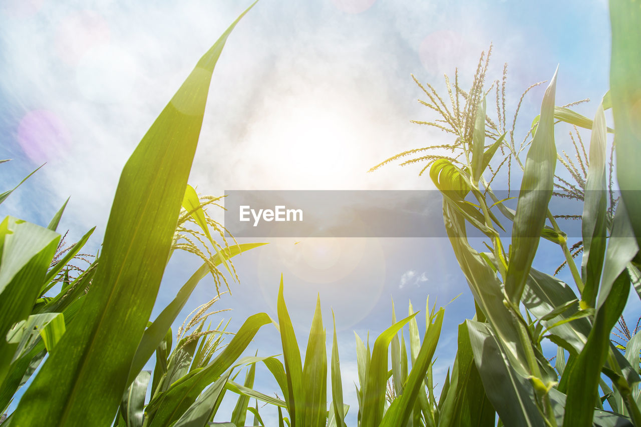 CLOSE-UP OF CROPS AGAINST BRIGHT SUN