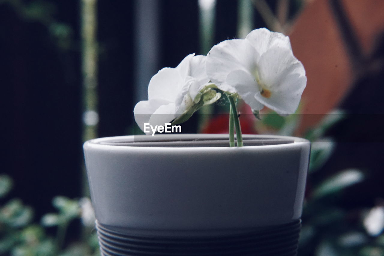 Close-up of white rose flower