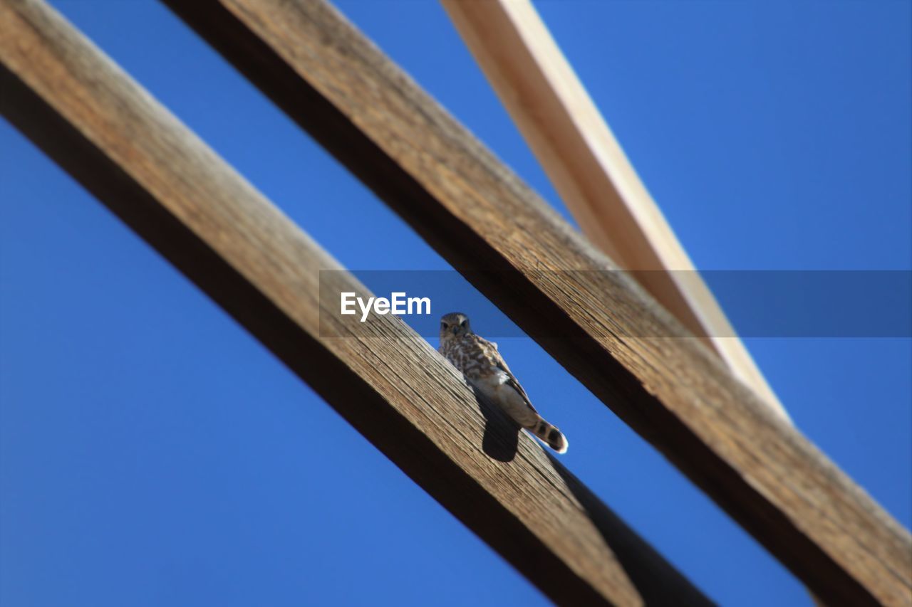 Low angle portrait of hawk on wood against clear blue sky