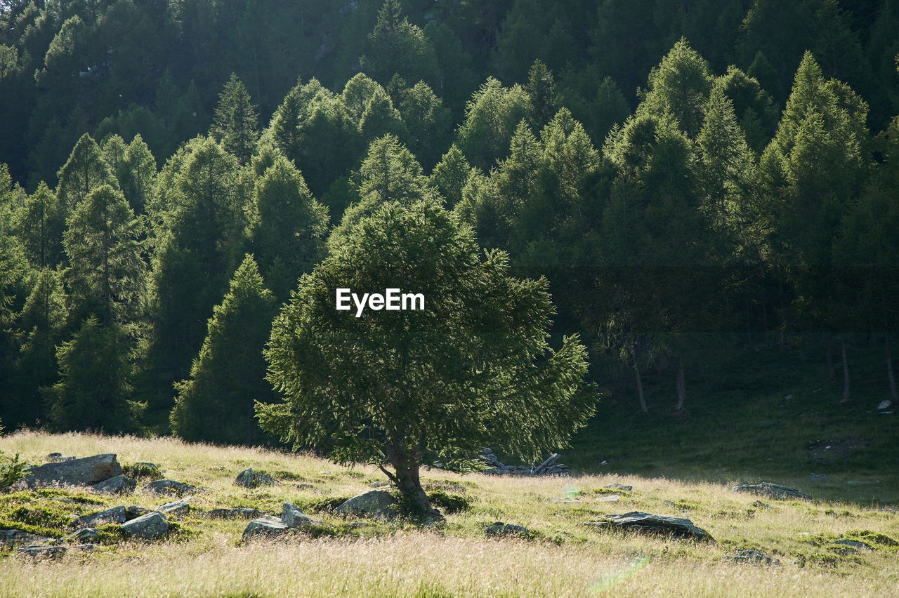 TREES ON FIELD