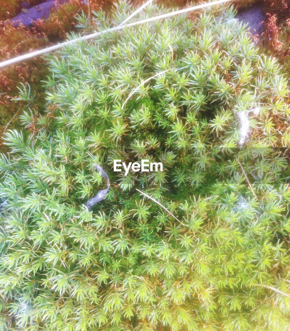 CLOSE-UP HIGH ANGLE VIEW OF GRASS