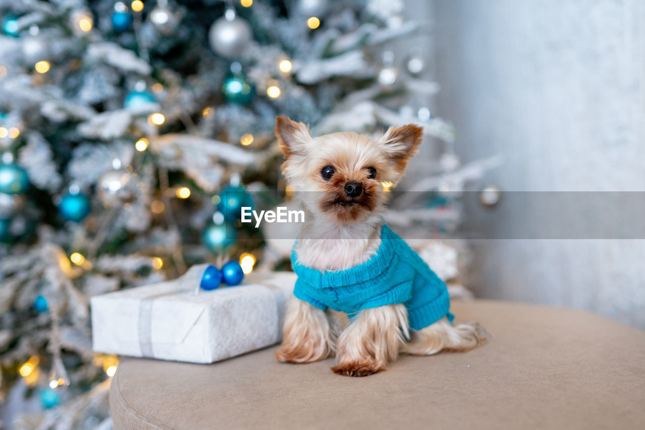 Yorkshire terrier in blue sweater near christmas tree. cute dog in holiday atmosphere