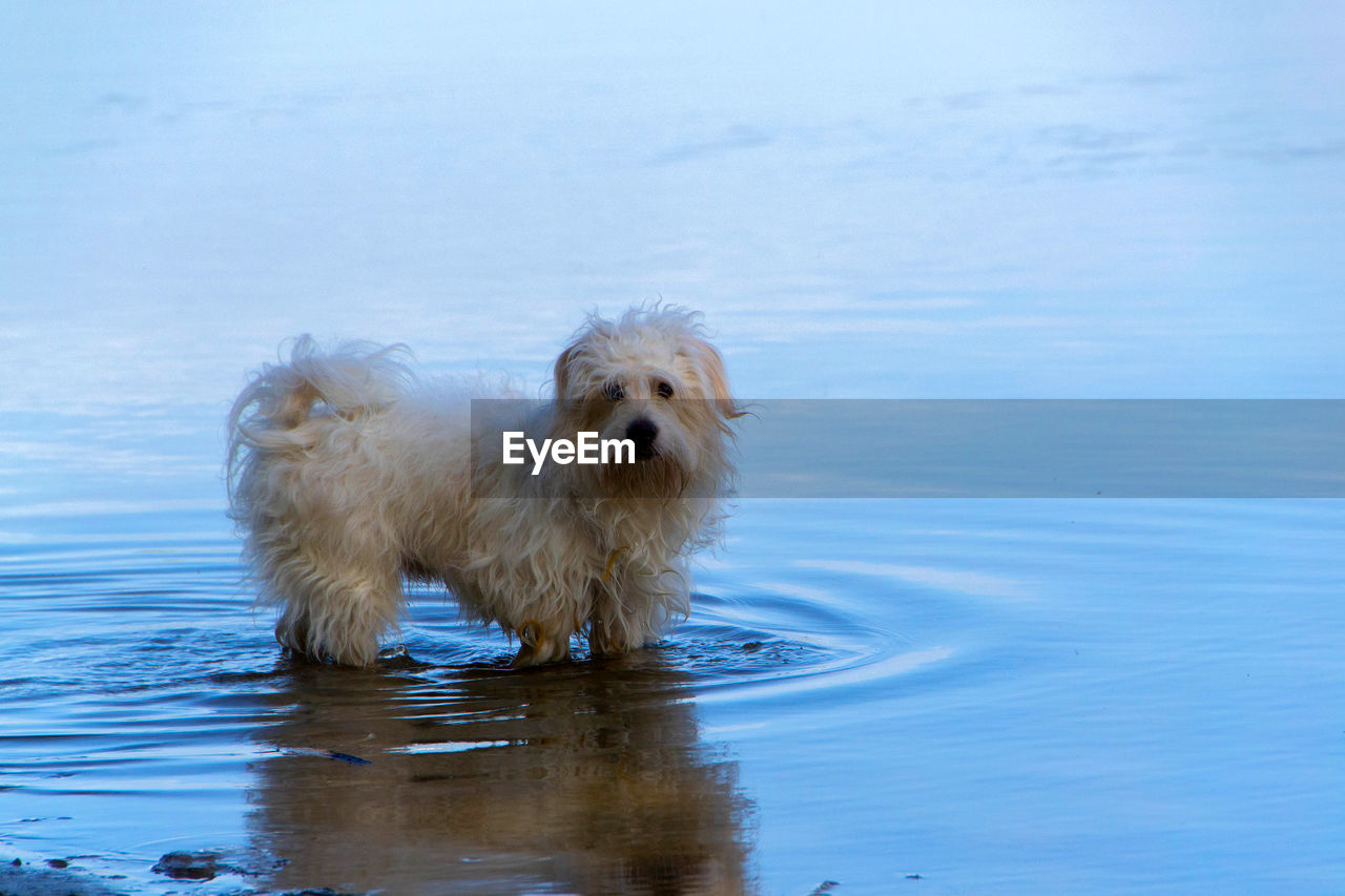 Playful little white dog, coton de tulear - image