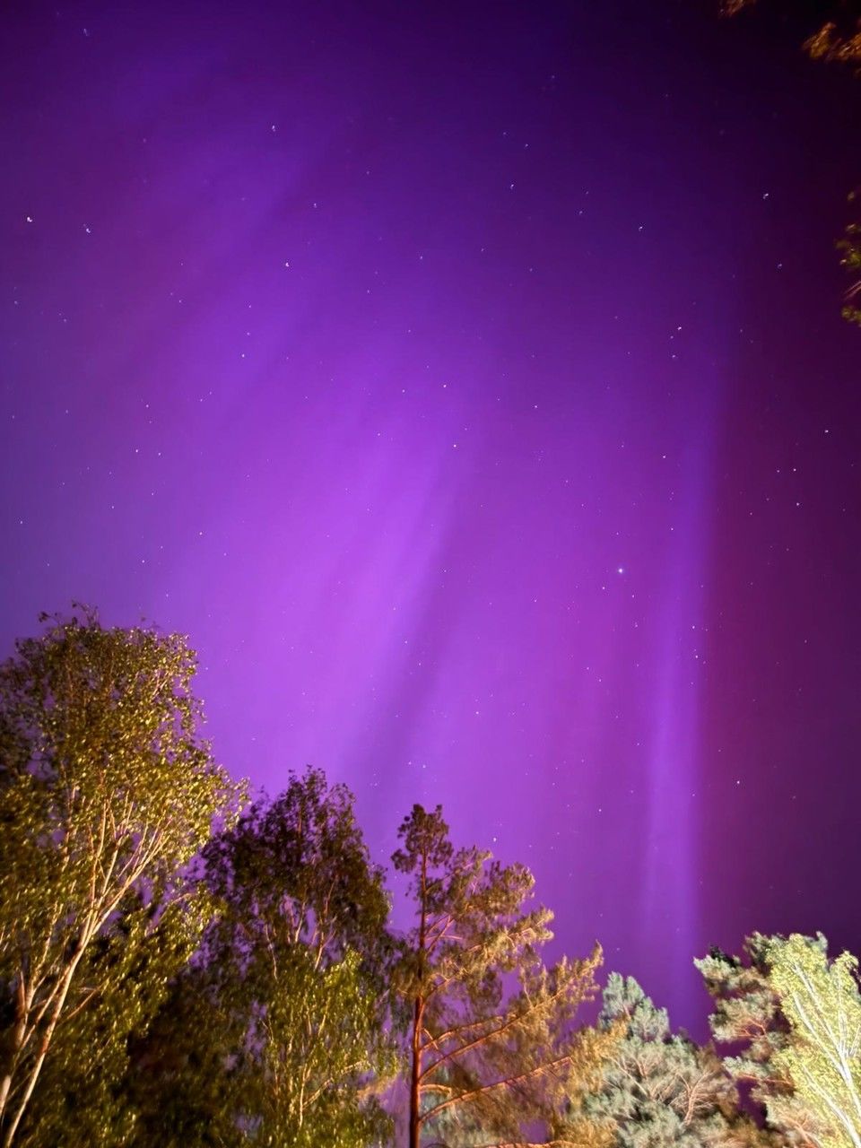 star, night, tree, astronomy, sky, beauty in nature, space, scenics - nature, nature, plant, aurora, environment, tranquility, landscape, no people, purple, illuminated, space and astronomy, galaxy, tranquil scene, land, outdoors, idyllic, light - natural phenomenon, forest, low angle view