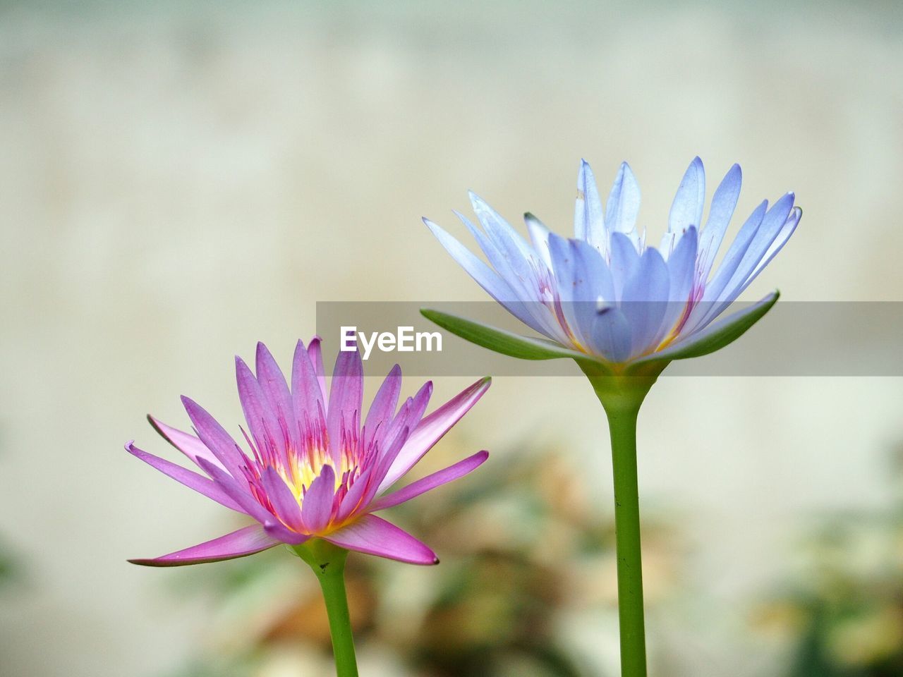 Close-up of purple flower blooming outdoors