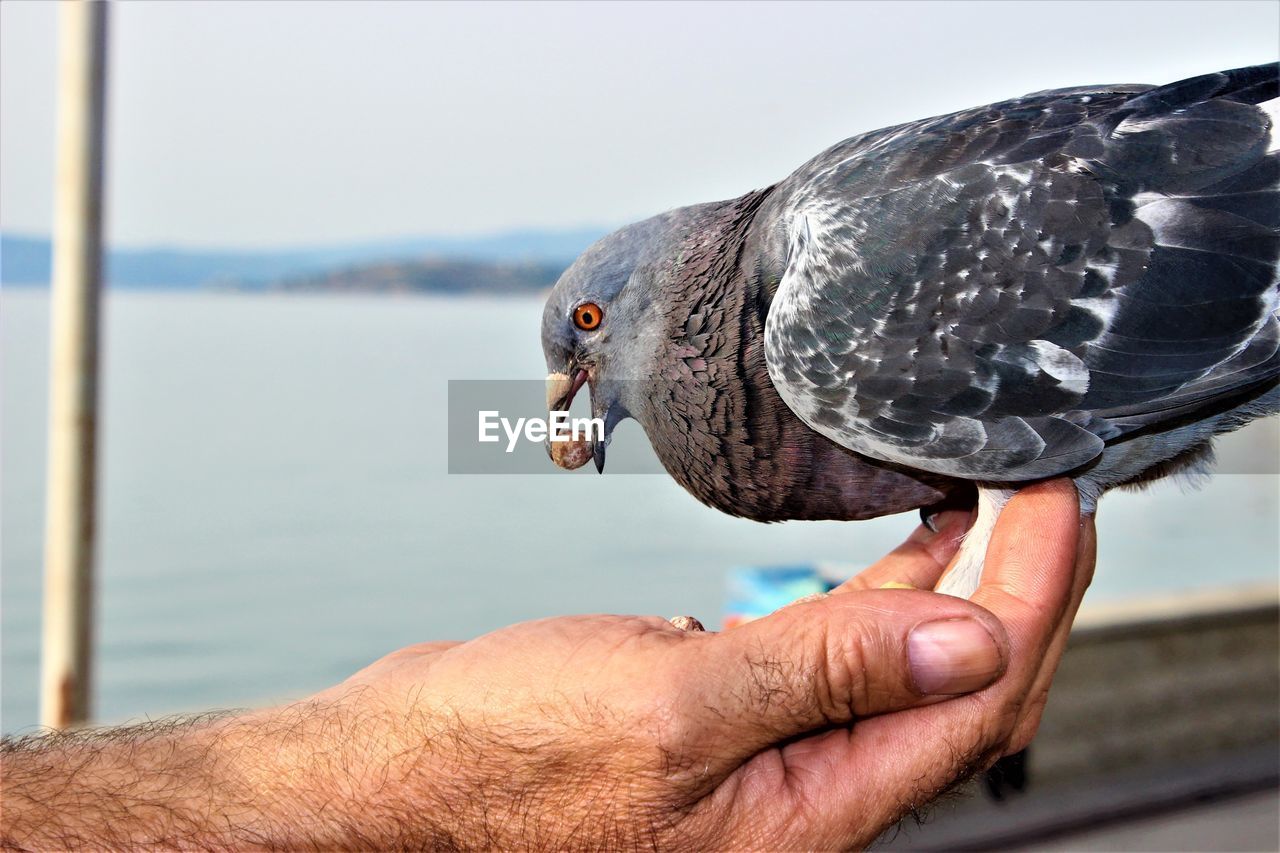 CLOSE-UP OF A HAND HOLDING A BIRD