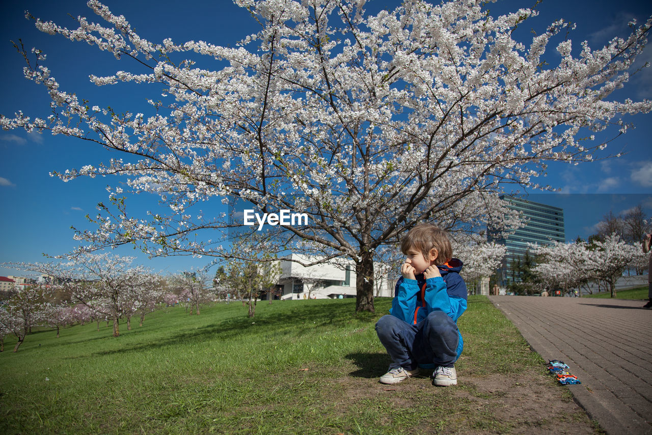 Full length of boy looking away sitting against cherry blossom tree