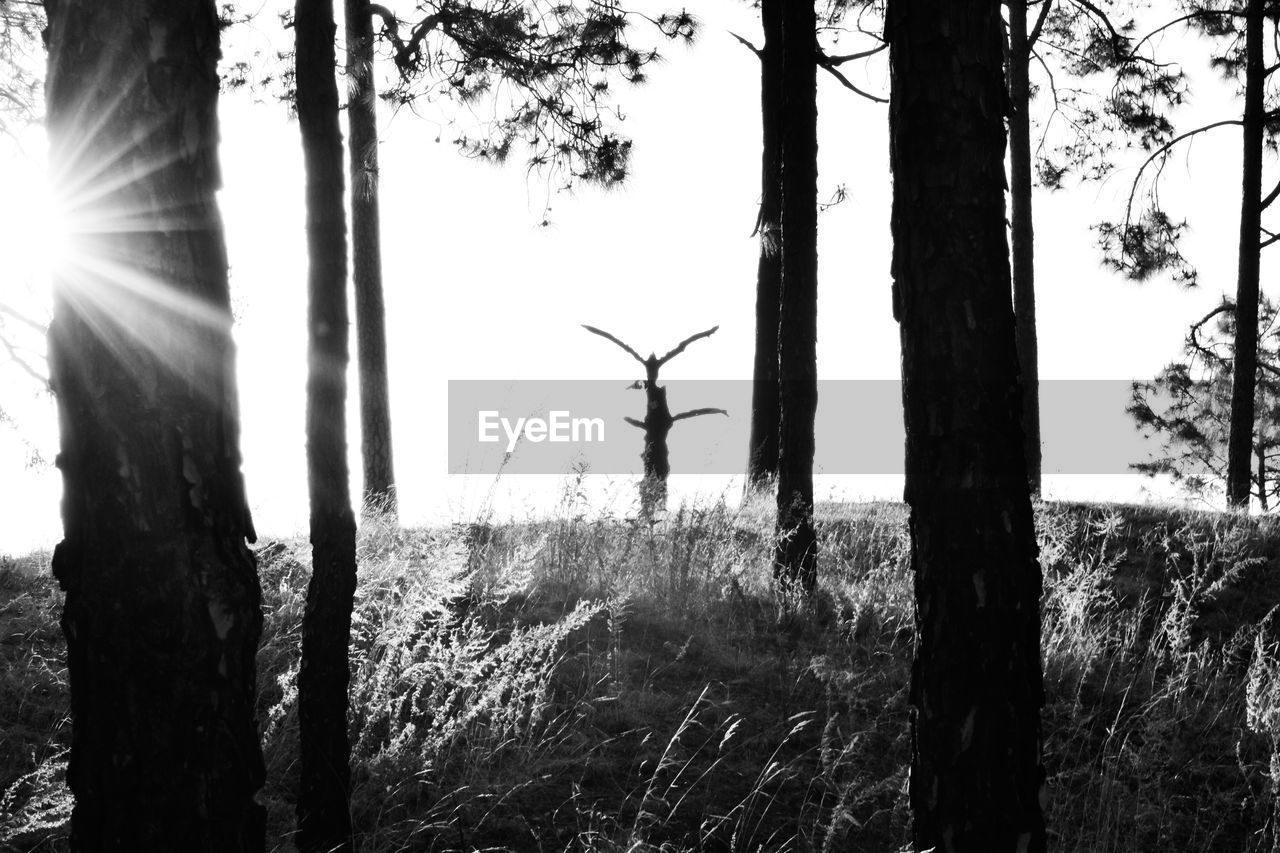 TREES ON FIELD IN FOREST AGAINST SKY