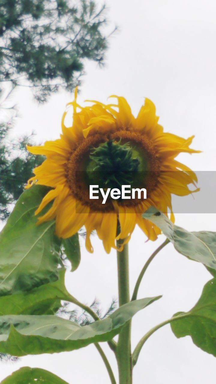 CLOSE-UP OF YELLOW SUNFLOWER AGAINST SKY