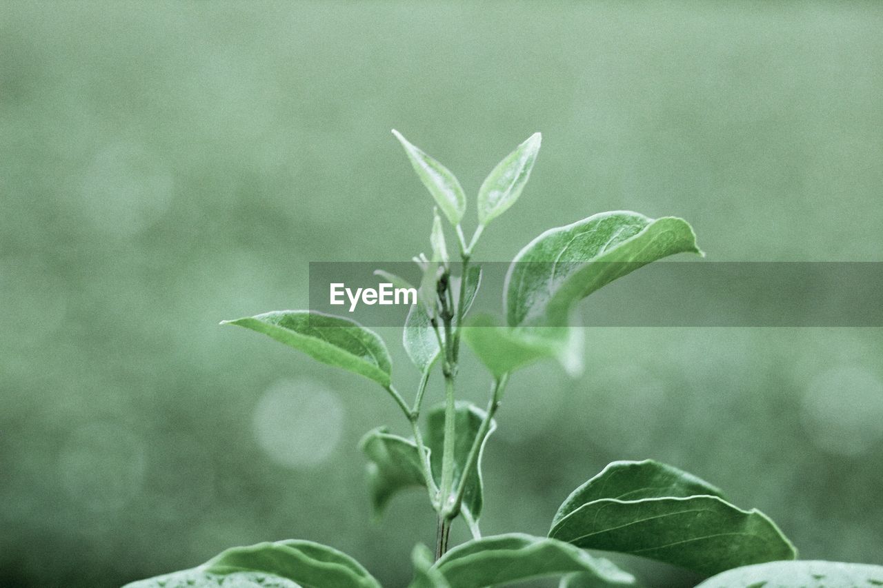 Close-up of fresh green leaves