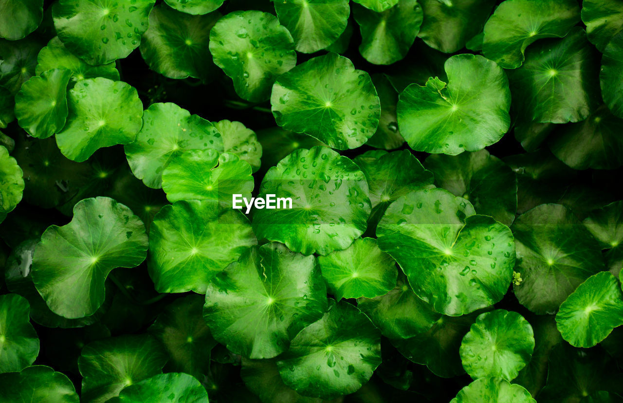 CLOSE-UP OF GREEN LEAVES