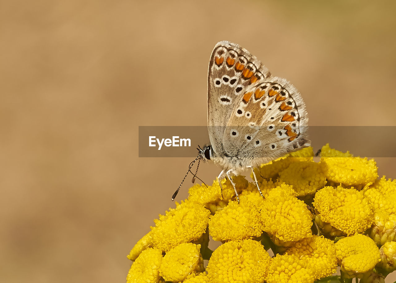 BUTTERFLY POLLINATING ON YELLOW FLOWER