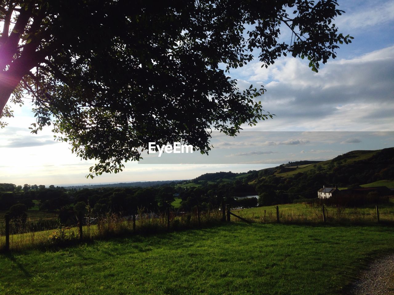 TREES ON GRASSY FIELD