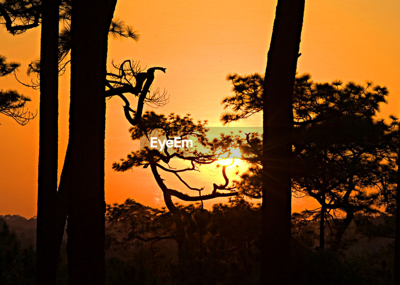 SILHOUETTE TREES AGAINST ORANGE SKY DURING SUNSET