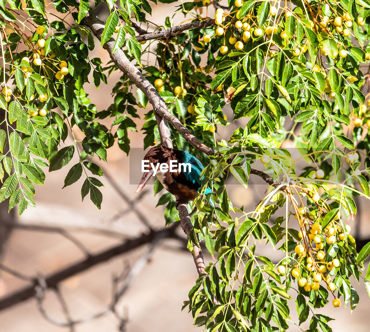 BIRD PERCHING ON A BRANCH