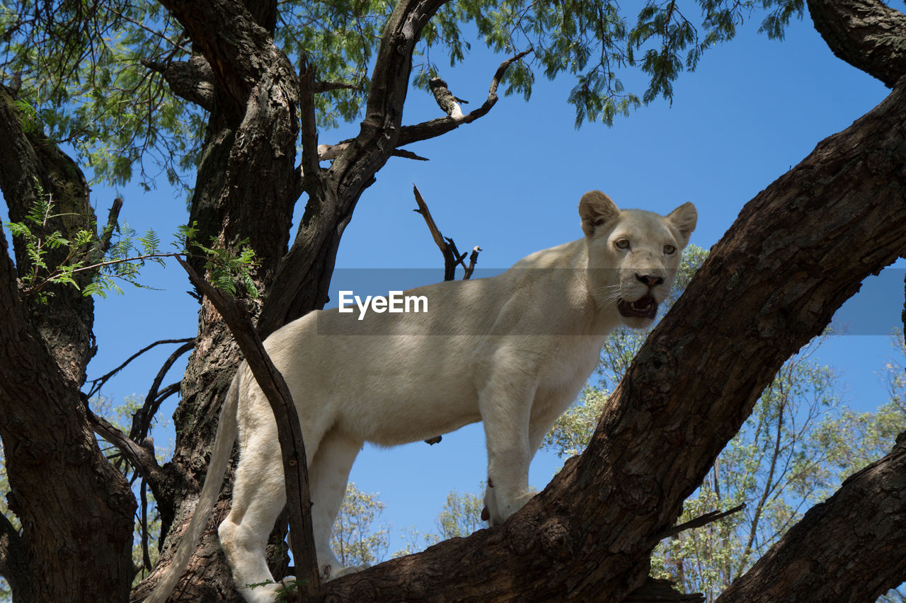 Low angle view of lion on tree against sky