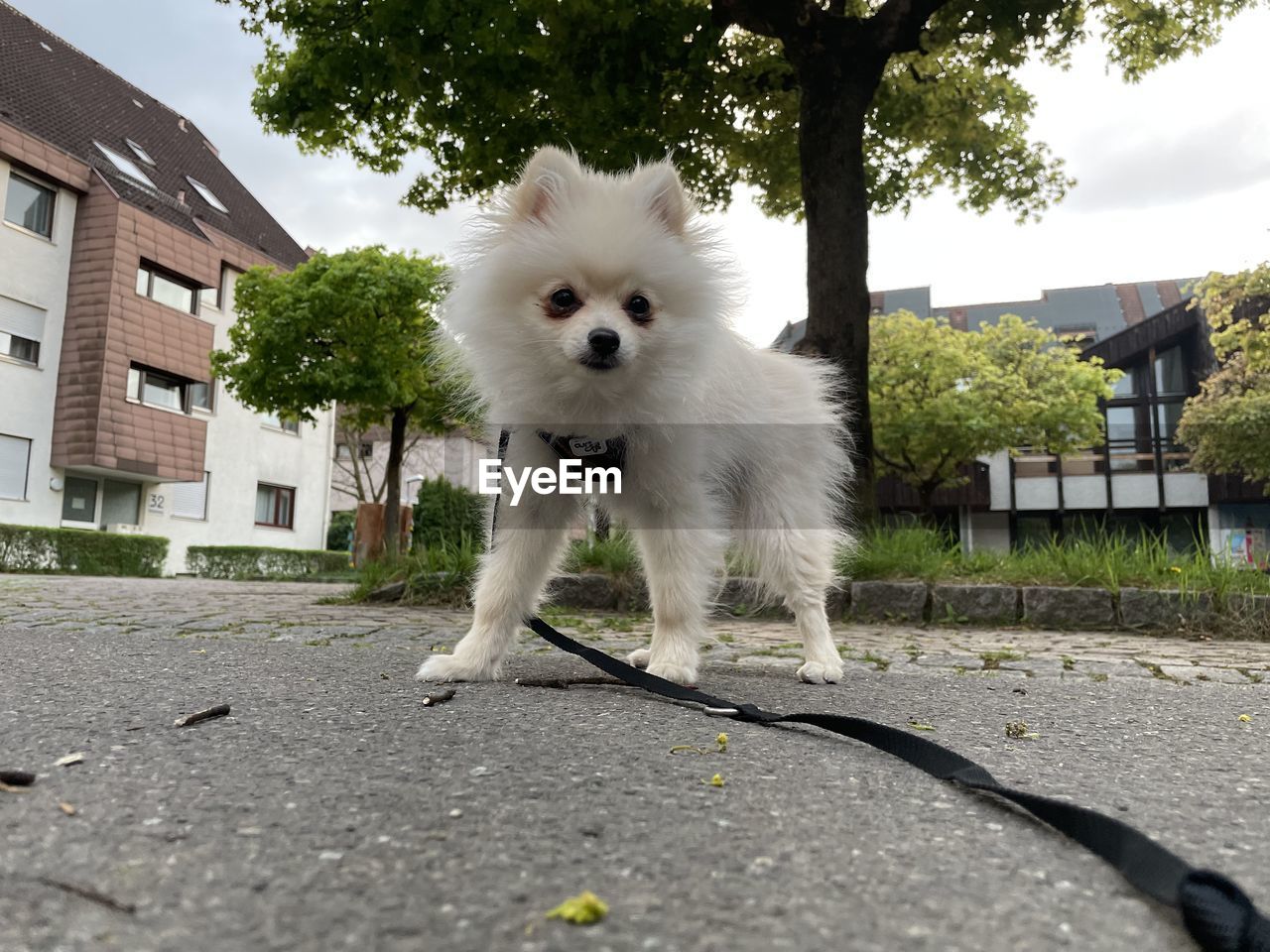 pet, animal themes, animal, mammal, dog, one animal, domestic animals, architecture, building exterior, canine, built structure, building, house, japanese spitz, samoyed, plant, residential district, tree, german spitz, cute, city, front or back yard, white, street, no people, nature, portrait, sky, outdoors, suburb, footpath, pomeranian, day