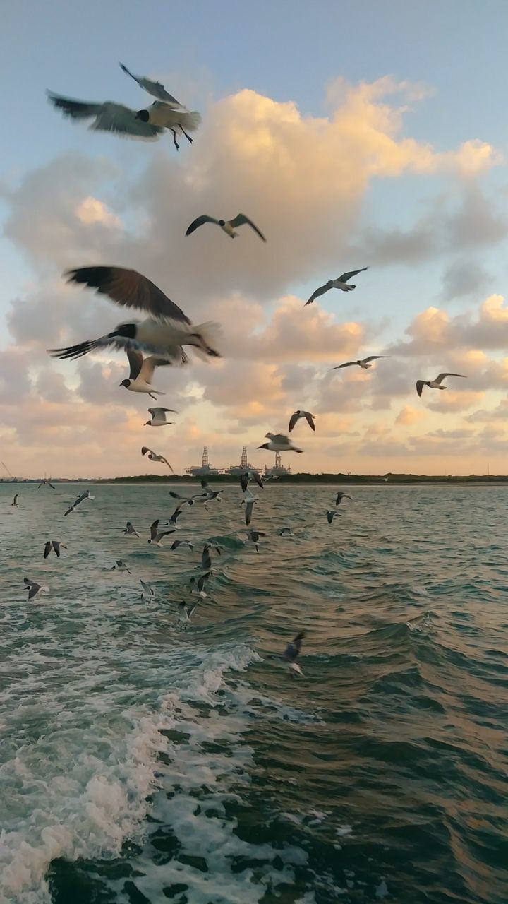 Seagulls flying over sea against sky