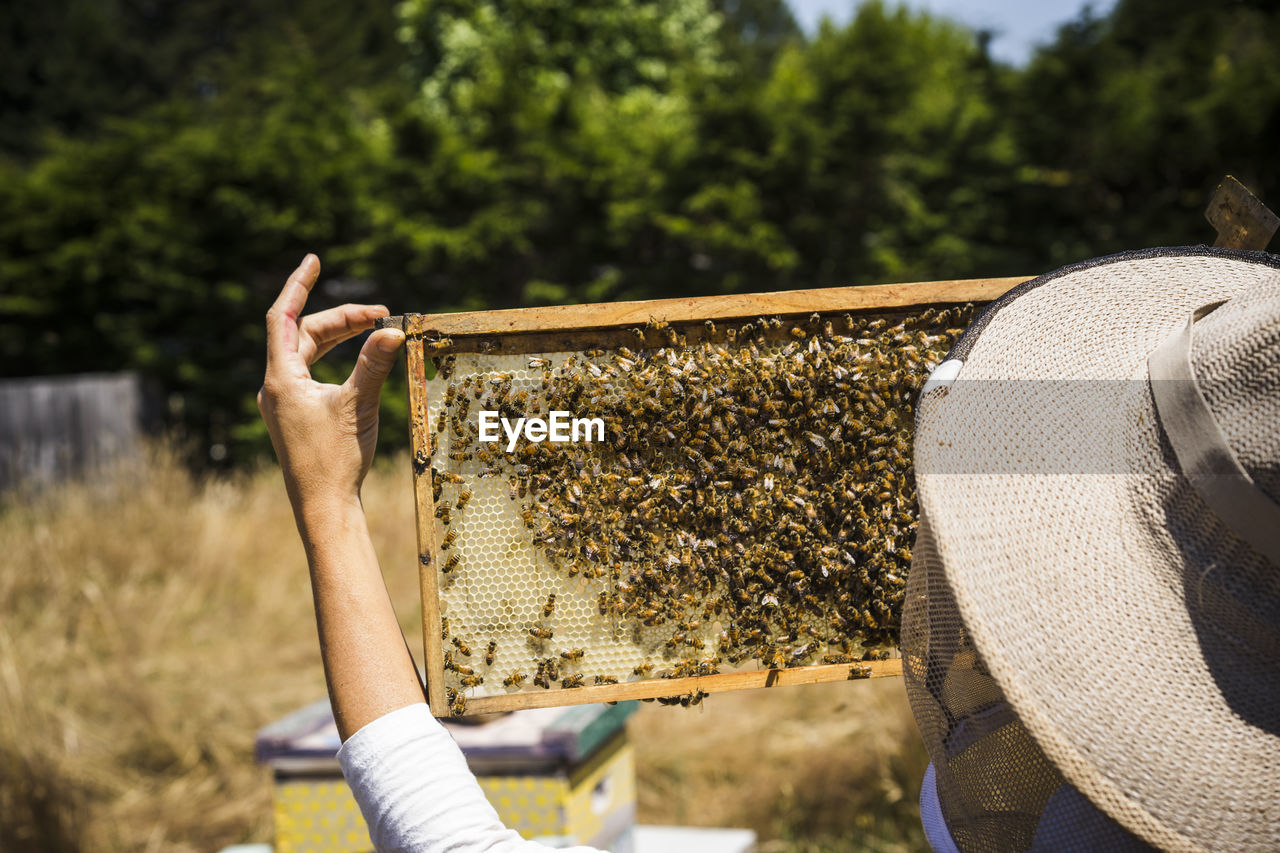 Female beekeeper examining honeycomb frame