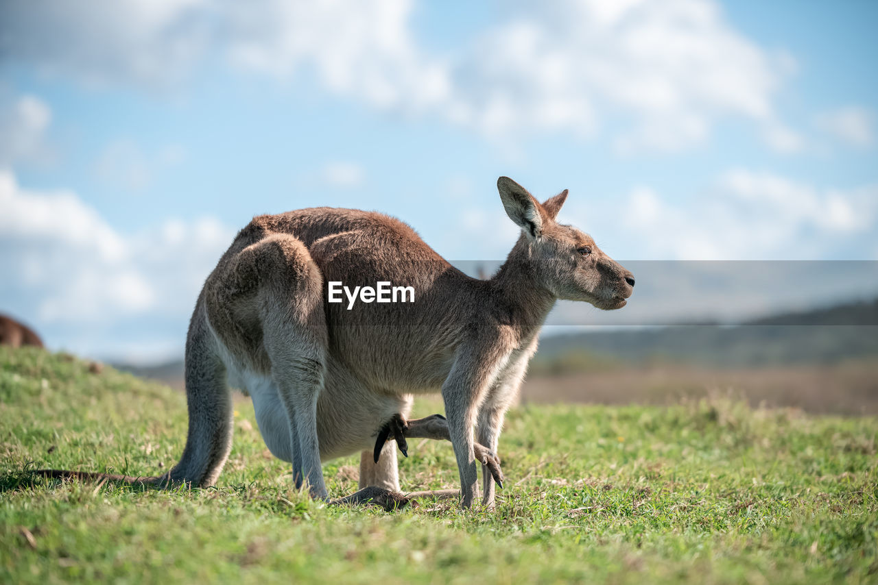 animal, animal themes, mammal, kangaroo, wildlife, grass, nature, animal wildlife, sky, one animal, no people, plant, cloud, standing, grassland, full length, domestic animals, outdoors, day, environment, side view, landscape, young animal, plain, wallaby, field, land, selective focus, meadow